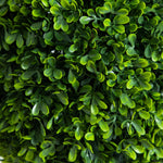 Close-up of a dense cluster of green leaves