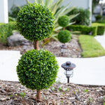 Two spherical topiary trees in a garden setting with mulch and a lantern.