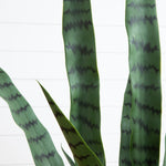 Green snake plant with wavy pattern on a white background