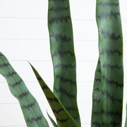 Green snake plant with wavy pattern on a white background
