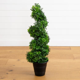 Boxwood Spiral Topiary