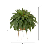 Potted fern with dimensions labeled on a white background