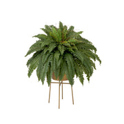 Fern plant in a pot on a stand with a white background