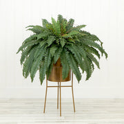 Fern plant in a pot on a stand against a white background