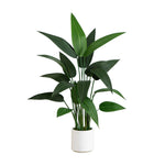 Potted plant with green leaves on a white background
