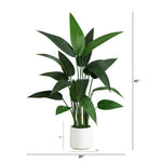 Potted plant with green leaves on a white background