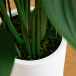 Close-up of a potted plant with green leaves and soil in a white pot on a wooden surface.