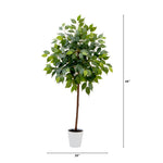 Potted plant with dimensions indicated on a white background