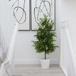 Potted plant in a room with white walls and abstract art