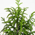 Artificial potted plant with green needles on a white background