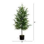 Potted plant with dimensions indicated on a white background