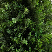 Close-up of a dense green bush with intricate leaf patterns