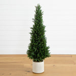 Potted coniferous tree on a wooden floor with a white wall background