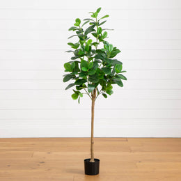 Audrey Ficus Tree