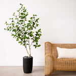 Potted plant next to a wicker chair with a white cushion on a light wooden floor.