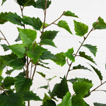 Close-up of green leaves on a branch against a light background