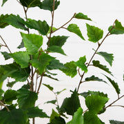 Close-up of green leaves on a branch against a light background