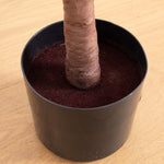 Potted plant with a thick trunk on a wooden surface
