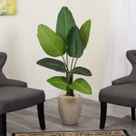 Potted plant between two gray chairs in a room with a light-colored wall and white curtains.