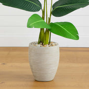 Potted plant with green leaves in a textured gray pot on a wooden floor.