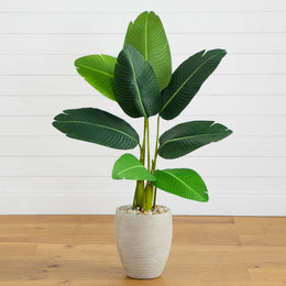 Potted plant with large green leaves on a wooden floor against a white wall