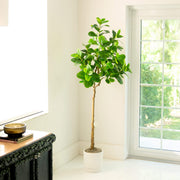 A tall artificial fiddle-leaf fig tree with glossy green leaves in a white ribbed pot, placed in a bright room corner next to a window and a dark wooden cabinet.