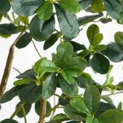 Close-up of green leaves on a plant with a white background