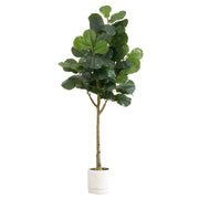 Potted fiddle leaf fig plant on a white background