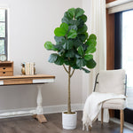 Fiddle leaf fig plant in a pot on a wooden floor with a chair and desk in the background.