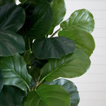Close-up of a fiddle leaf fig plant with large green leaves against a white wall.