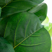 Nearly Natural 6' Artificial Giant Leaf Fiddle Leaf Fig Tree with Real Touch Leaves in Planter