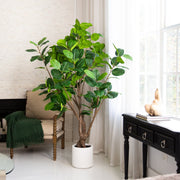 Ficus Tree with White Planter