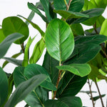 Green Ficus Leaves