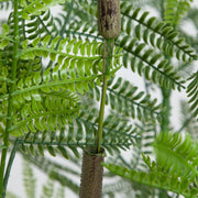 Bright Green Foliage