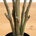 Artificial tree branches in a pot on a wooden surface