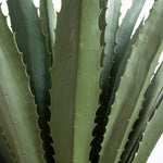 Close-up of a green succulent plant with detailed texture