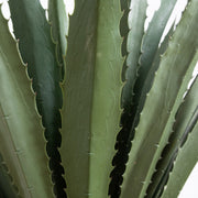 Close-up of a green succulent plant with detailed texture