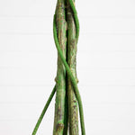 A close-up of a hanging plant with textured green vines wrapping around several upright, bark-like stems against a clean white background.