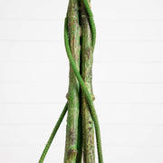 A close-up of a hanging plant with textured green vines wrapping around several upright, bark-like stems against a clean white background.