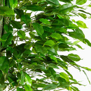 Close-up of a green leafy plant on a white background