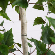 A close-up of a faux birch tree trunk with realistic white bark texture and green leaves against a plain white background.
