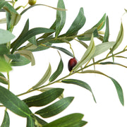Decorative Olive Fruit Tree