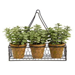 Three potted plants in a wire basket on a white background