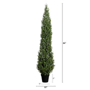 Outdoor Boxwood Plant
