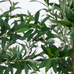 Close-up of olive leaves with a few olives on a tree branch.