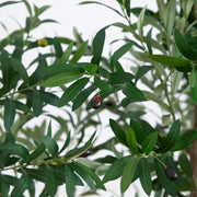 Close-up of olive leaves with a few olives on a tree branch.