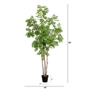Sumac Tree with Nursery Pot
