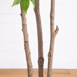 Minimalist Botanical Decor