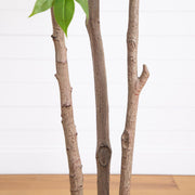 Minimalist Botanical Decor
