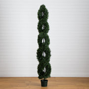 Tall spiral evergreen tree in a pot on a wooden floor with a white paneled wall background